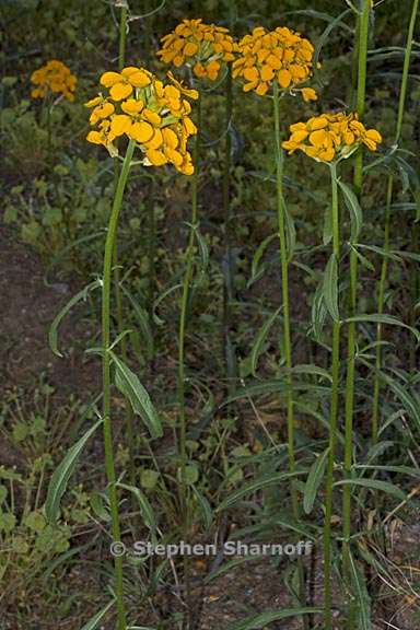 erysimum capitatum 10 graphic